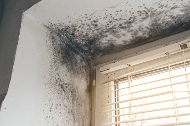 Affordable Basement Mold Removal solutions in Port Ludlow, WA