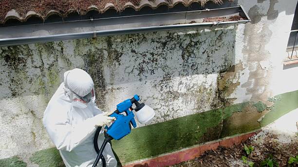 Trusted Mold Removal service in Port Ludlow, WA - Cheap Mold Removal